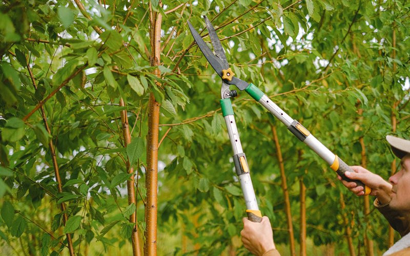 Tree trimming in Price, UT
